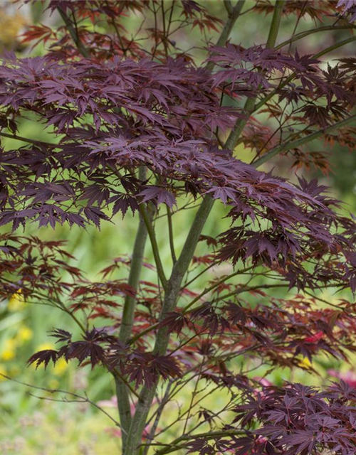 Acer palmatum