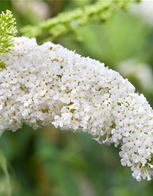 Buddleja davidii