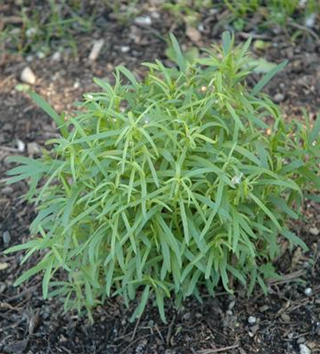 Artemisia dracunculus