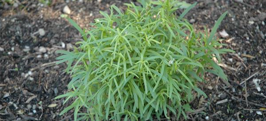 Artemisia dracunculus