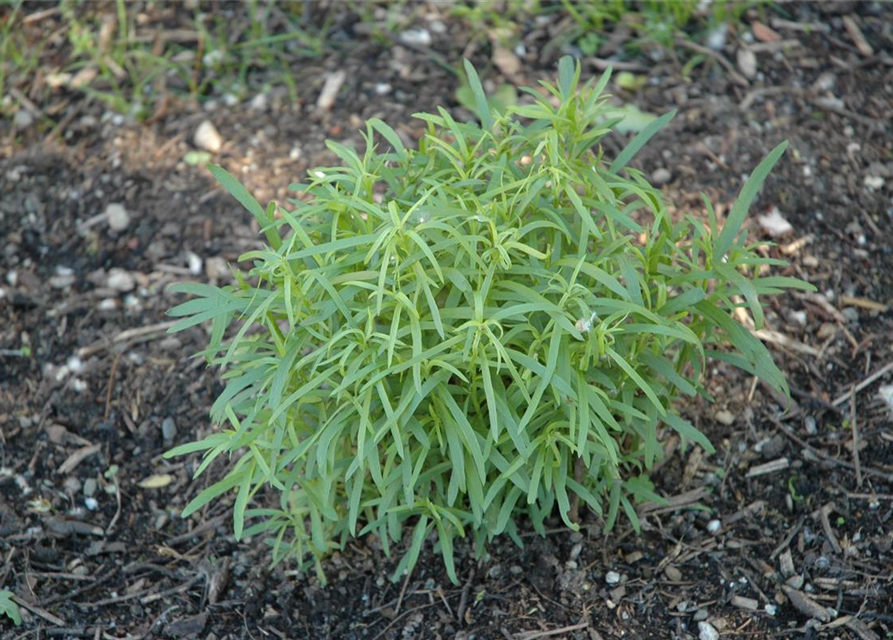 Artemisia dracunculus