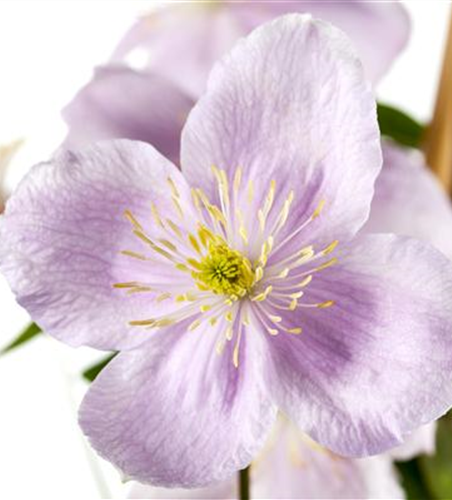 Clematis montana