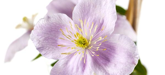 Clematis montana