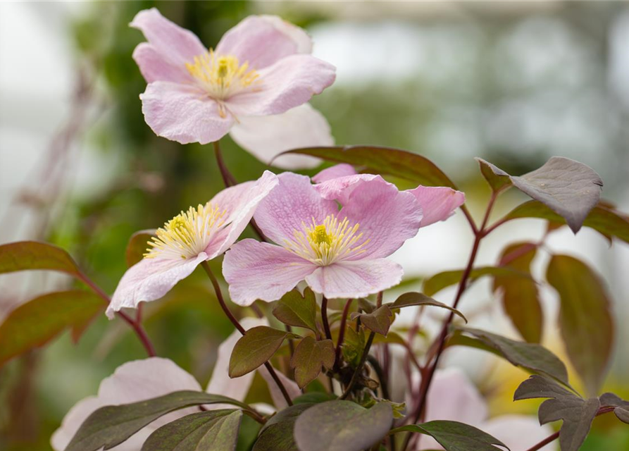 Clematis montana