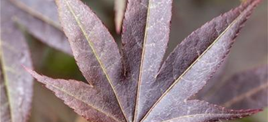 Acer palmatum 'Atropurpureum'