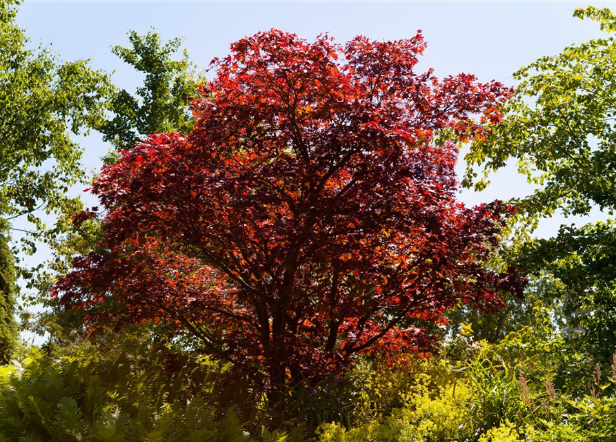 Acer palmatum 'Atropurpureum'