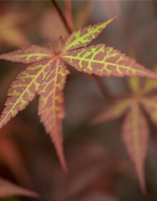 Acer palmatum 'Atropurpureum'