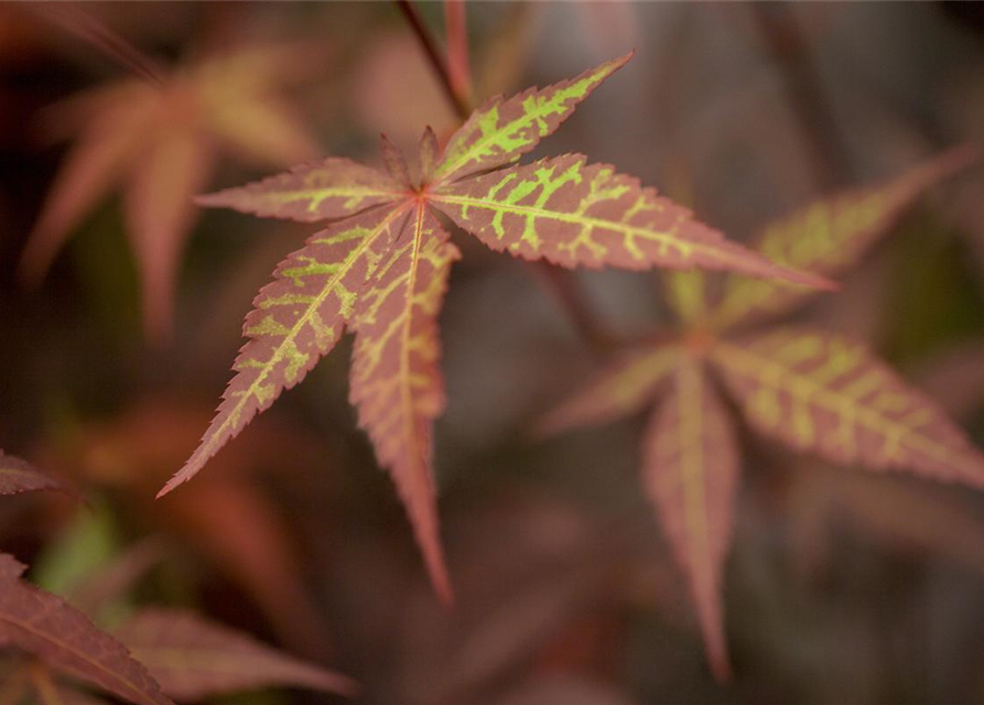 Acer palmatum 'Atropurpureum'