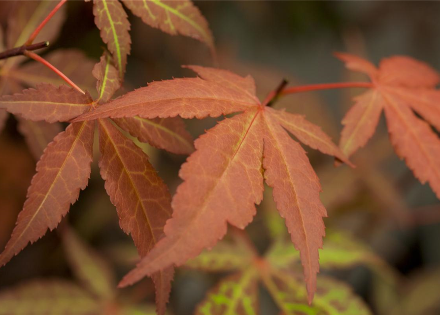 Acer palmatum 'Atropurpureum'