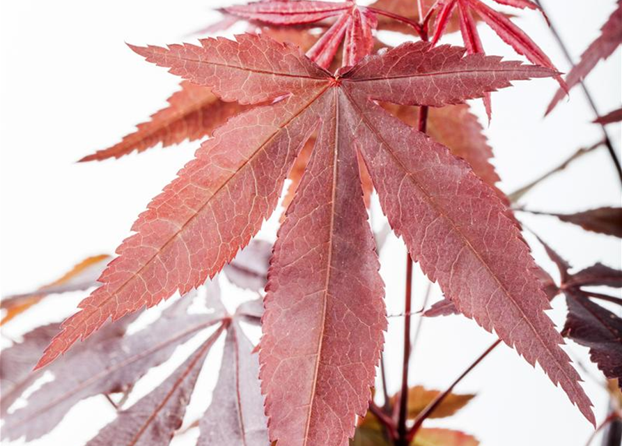 Acer palmatum 'Atropurpureum'