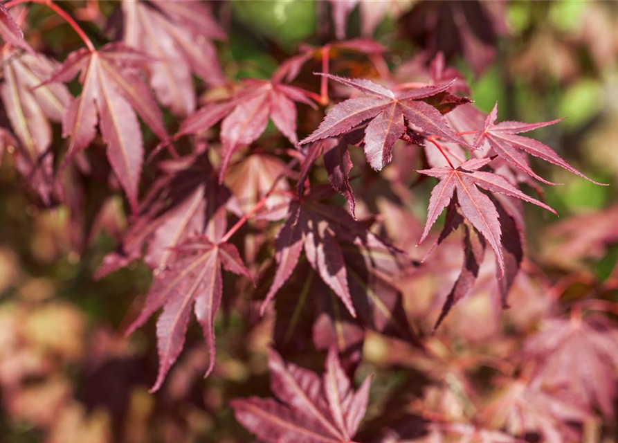 Acer palmatum 'Atropurpureum'