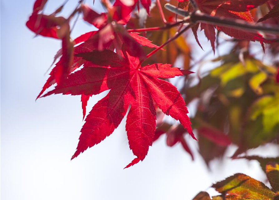 Acer palmatum 'Atropurpureum'