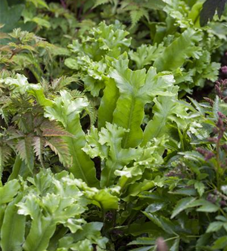 Asplenium scolopendrium