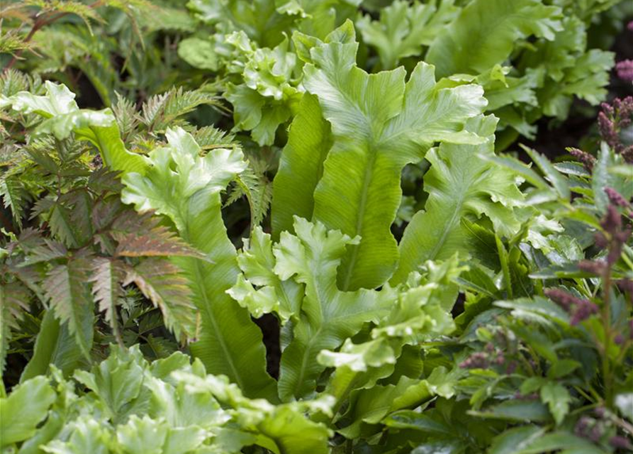 Asplenium scolopendrium