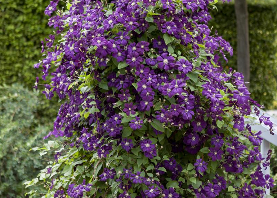 Clematis viticella