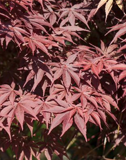 Acer palmatum 'Bloodgood'