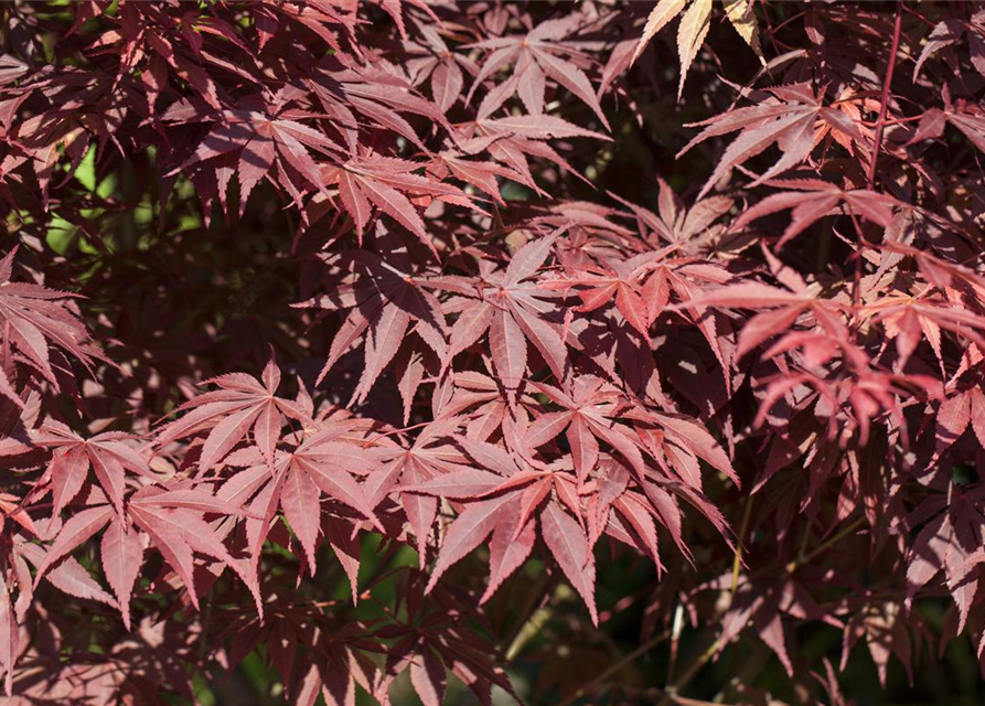 Acer palmatum 'Bloodgood'