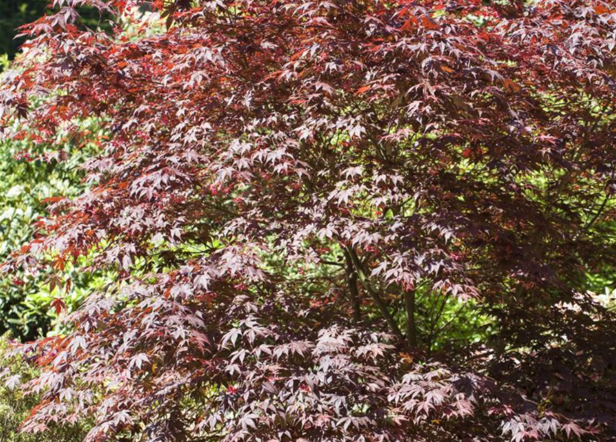 Acer palmatum 'Bloodgood'