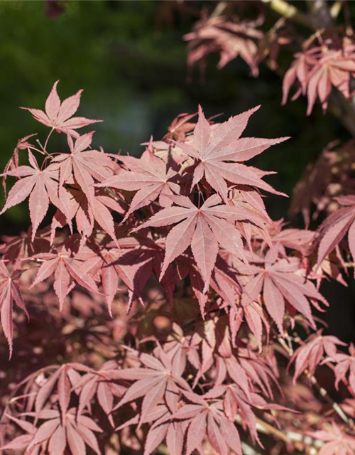 Acer palmatum 'Bloodgood'