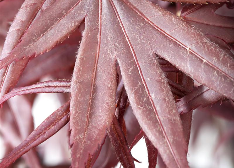 Acer palmatum 'Bloodgood'