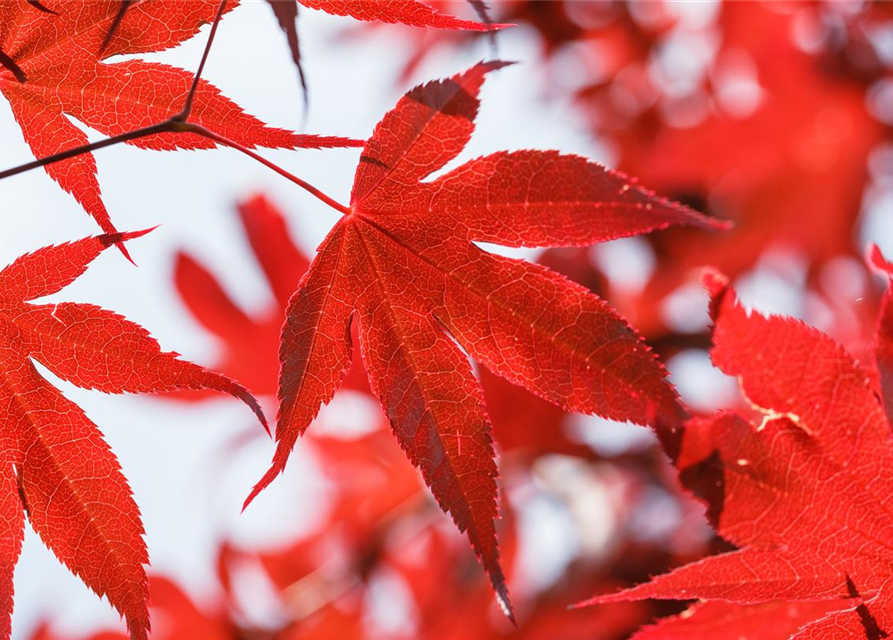 Acer palmatum 'Bloodgood'