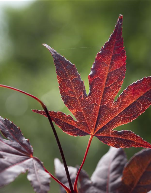 Acer palmatum 'Bloodgood'