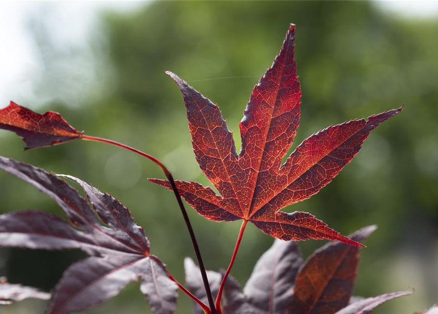 Acer palmatum 'Bloodgood'