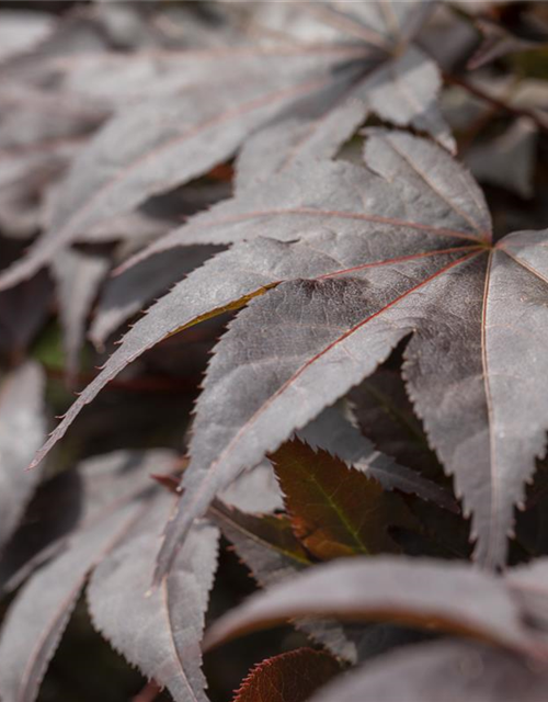 Acer palmatum 'Bloodgood'