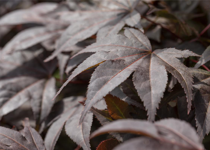 Acer palmatum 'Bloodgood'