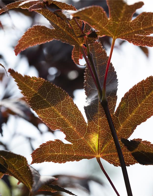 Acer palmatum 'Bloodgood'