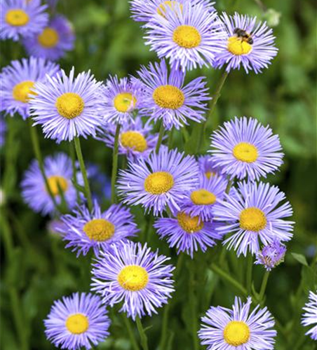 Aster dumosus