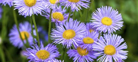 Aster dumosus