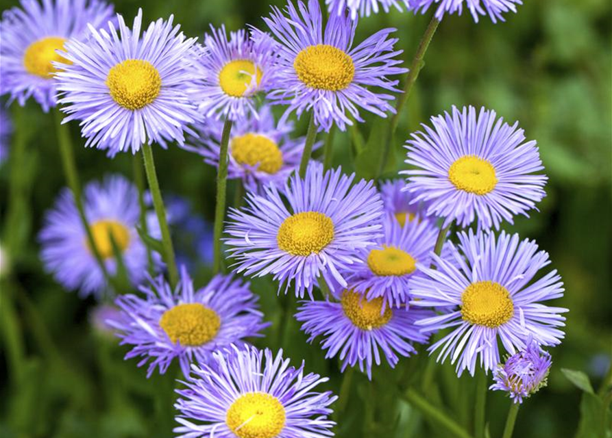 Aster dumosus, blau