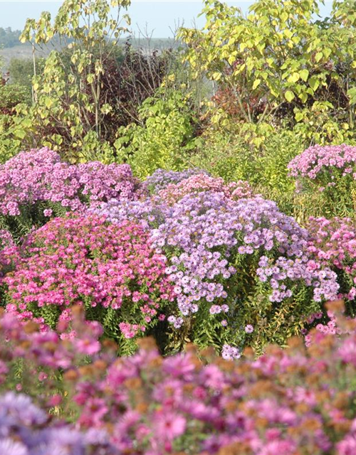 Aster dumosus