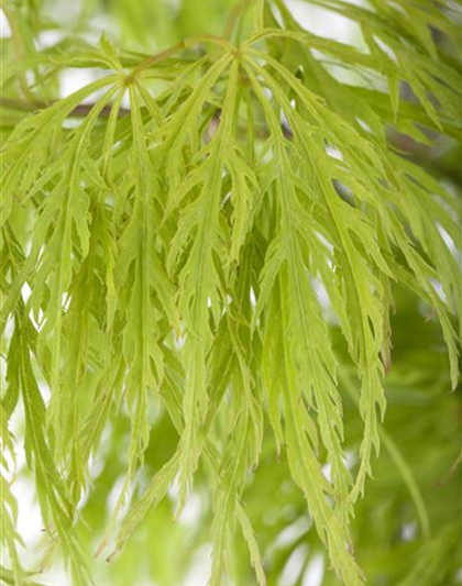 Acer palmatum 'Dissectum'