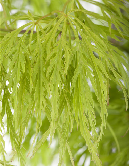 Acer palmatum 'Dissectum'