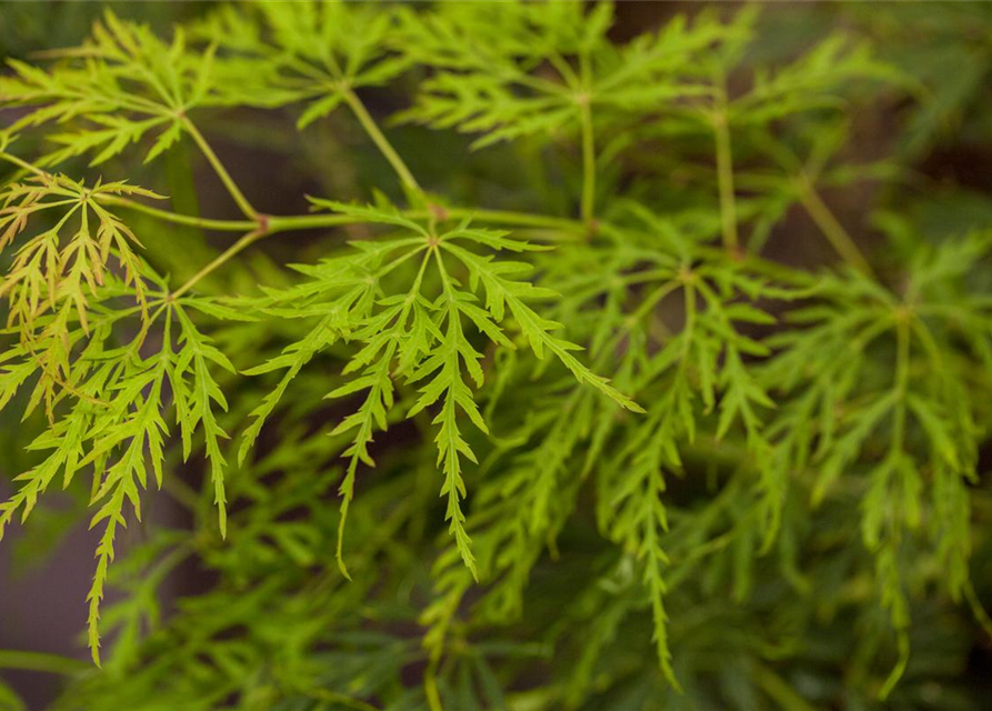 Acer palmatum 'Dissectum'