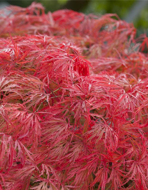 Acer palmatum 'Dissectum'