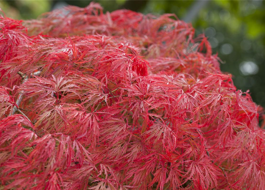 Acer palmatum 'Dissectum'