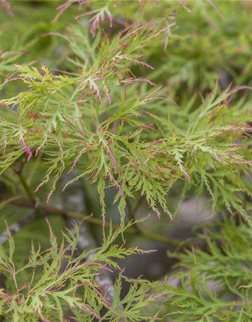 Acer palmatum 'Dissectum'