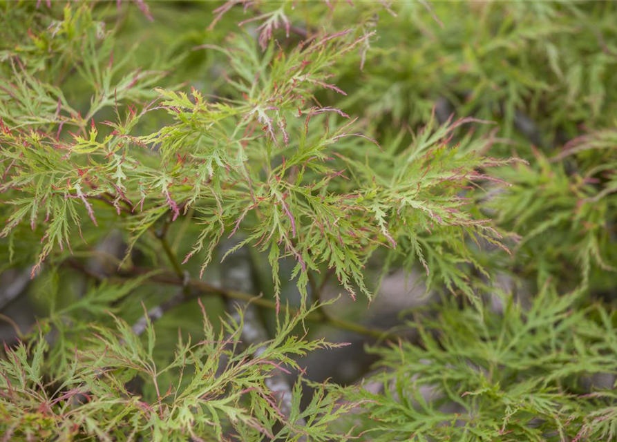 Acer palmatum 'Dissectum'