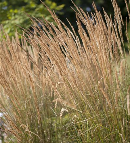 Calamagrostis x acutiflora 'Karl Foerster'