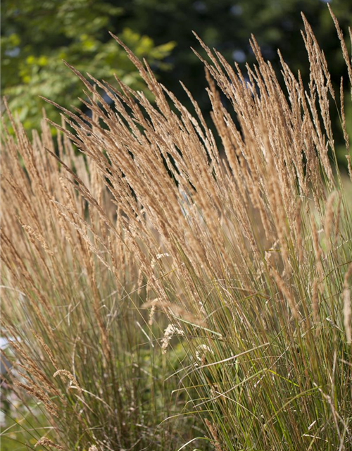 Calamagrostis x acutiflora