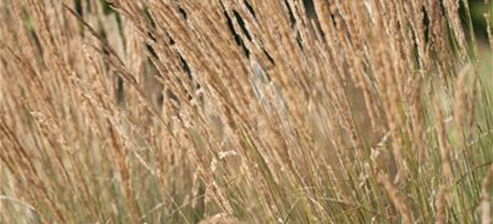 Calamagrostis x acutiflora