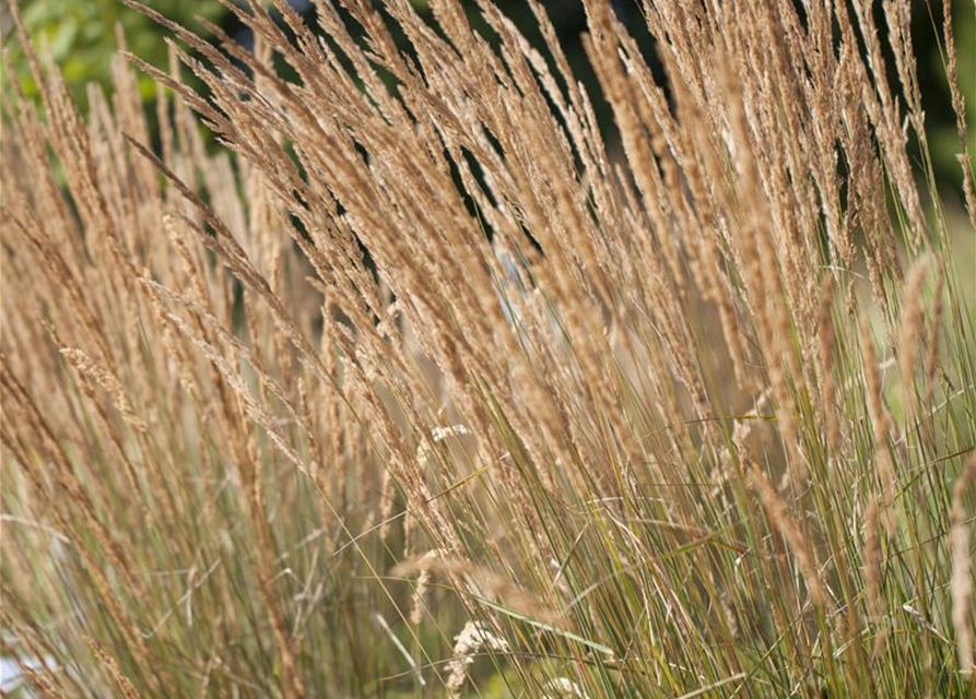 Calamagrostis x acutiflora