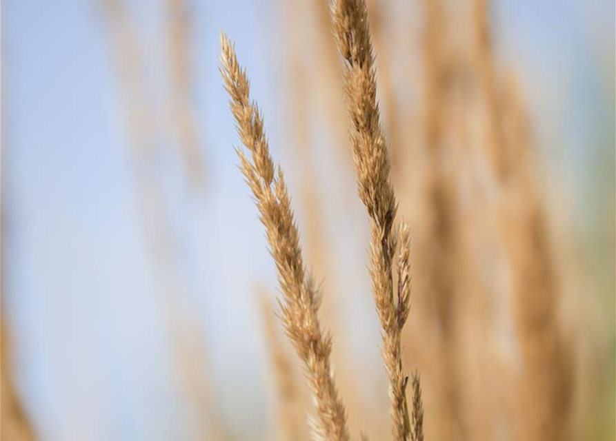 Calamagrostis x acutiflora