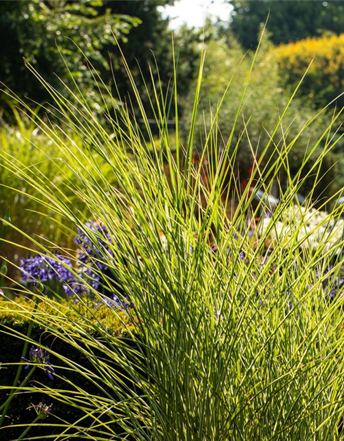 Calamagrostis x acutiflora