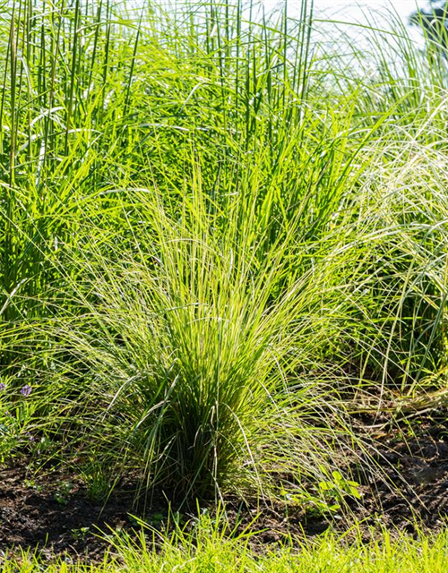 Calamagrostis x acutiflora