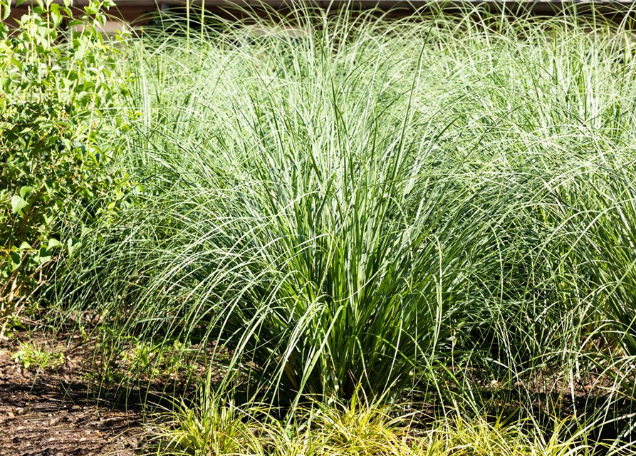 Calamagrostis x acutiflora