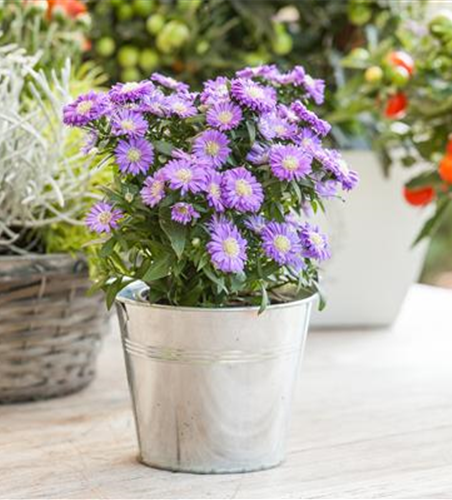 Aster dumosus, blau